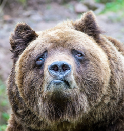 Аватара пользователя