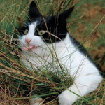 Аватара пользователя