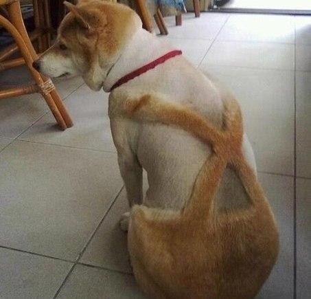 мой хозяин идиот.jpg