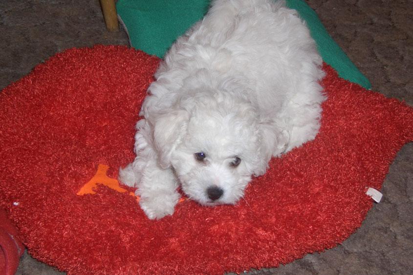 грустный пес