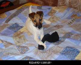 Охотник за носками