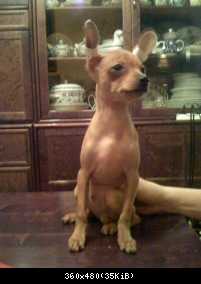 shenok2