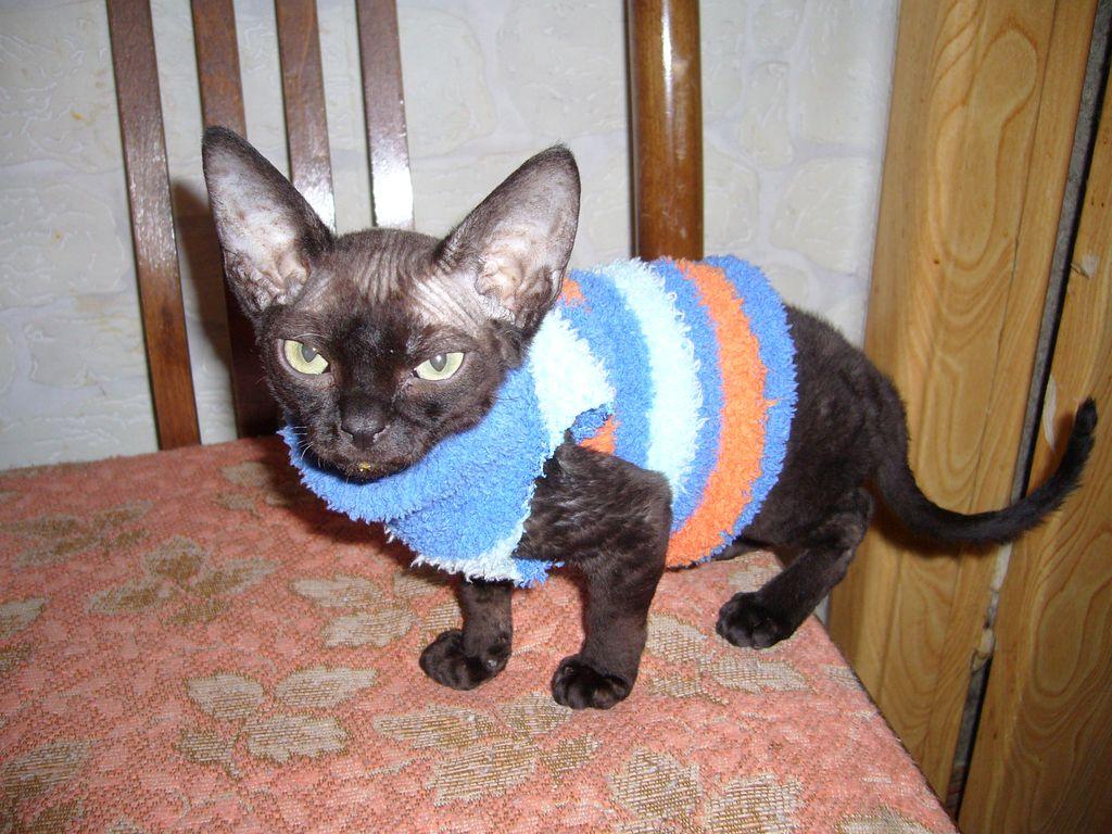 cat2