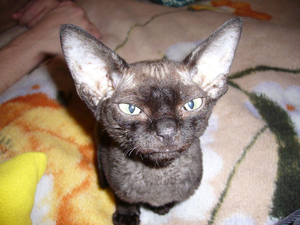 cat3