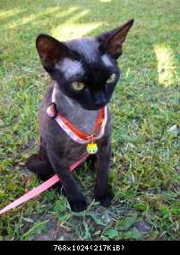 Мой кот Люцифер