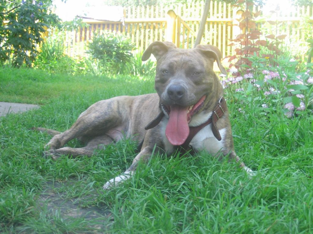 Его зовут Брюс