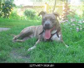 Его зовут Брюс