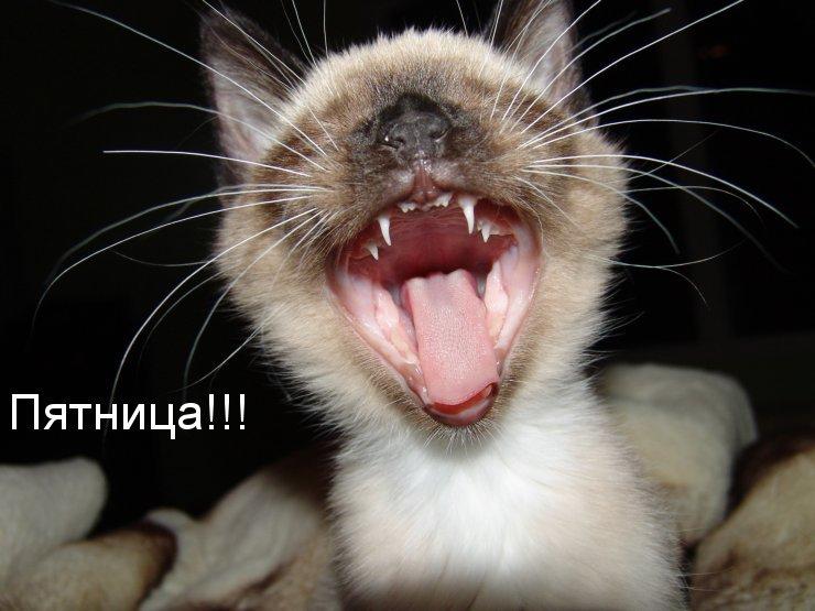 Пятницаааааааааааааааааааааааааааааа!!!!