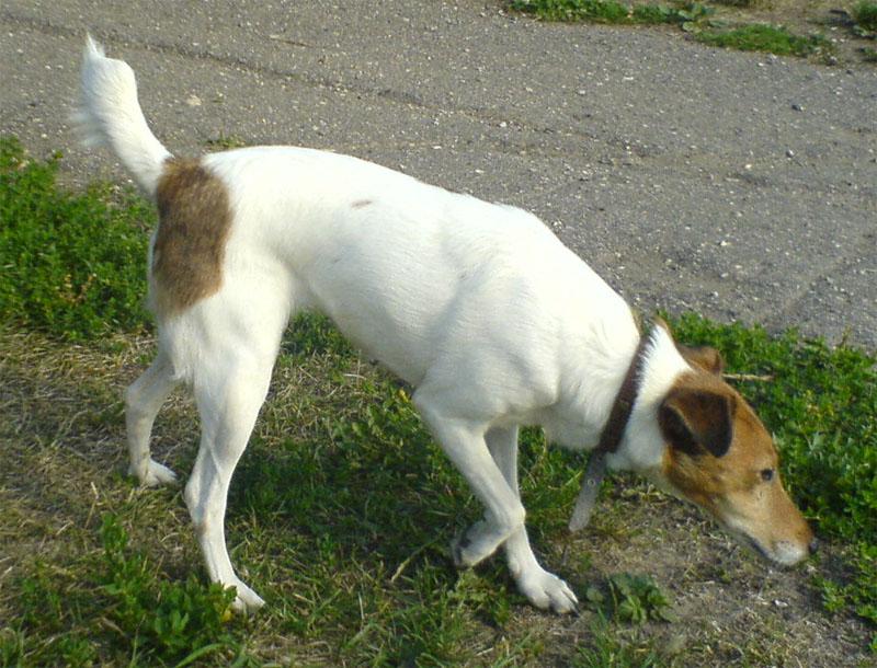 Скалли