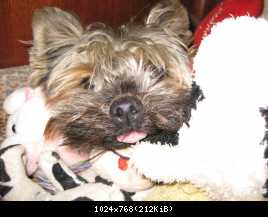 Собачка моя