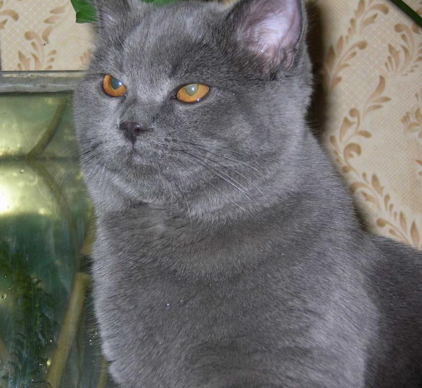 Тимоха